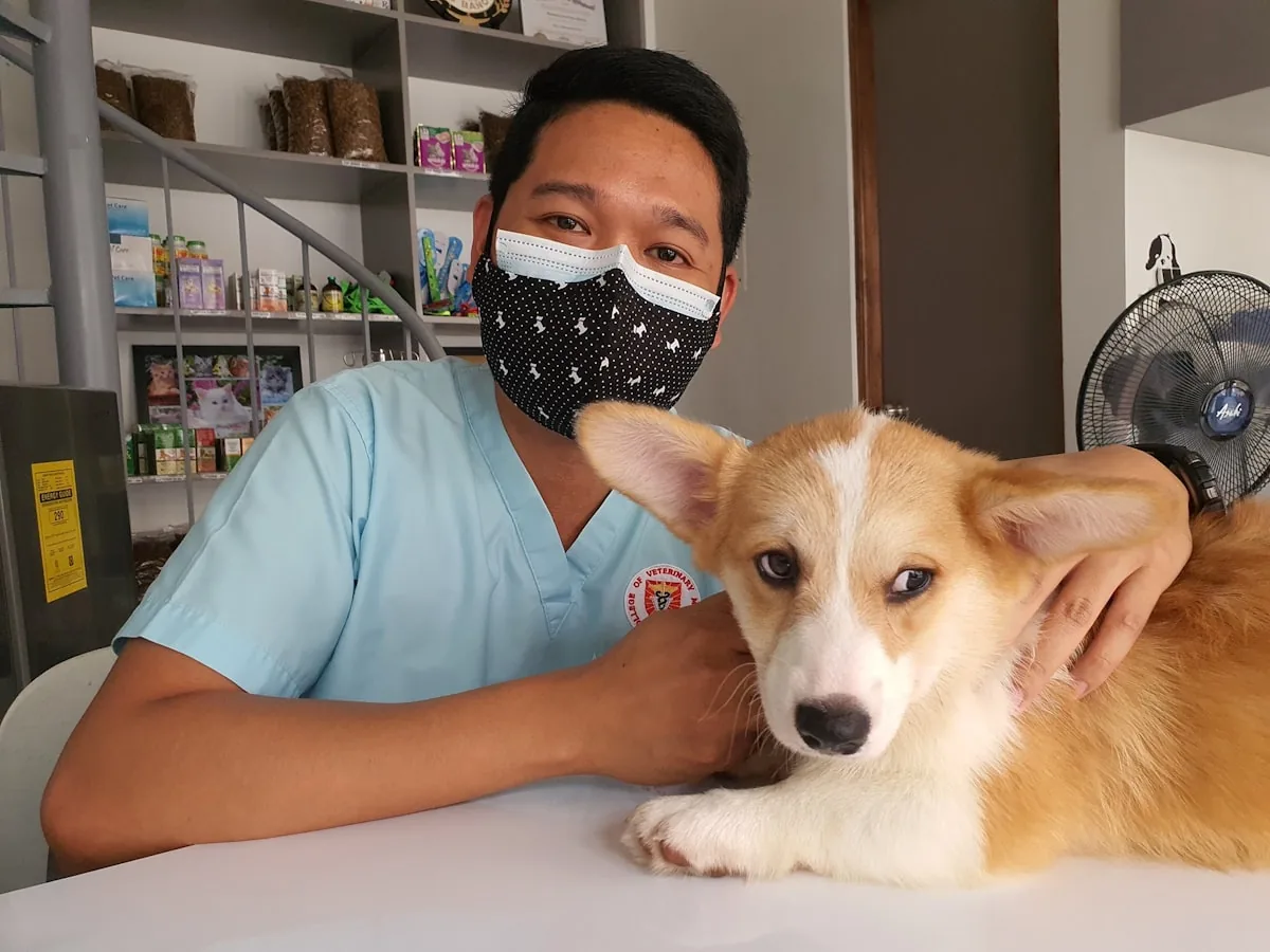 A veterinary caregiver holding a dog during a check-up